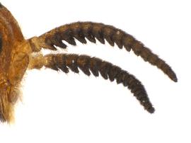   Neodiprion abietus  female antennae, photo by Q. Baine, WSDA 
