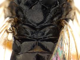   Neodiprion abietis  female cenchri; photo by Q. Baine, WSDA 
