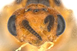   Neodiprion abietus  female face, photo by Q. Baine, WSDA 
