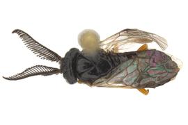   Neodiprion sertifer  male dorsal habitus, photo by Q. Baine, WSDA 
