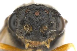   Neodiprion  sp. male face; photo by Q. Baine, WSDA 
