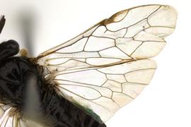   Neodiprion  sp. wings; photo by Q. Baine, WSDA 