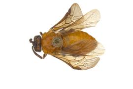   Neoptilia malvacearum  female dorsal habitus; photo by J. Orr, WSDA 
