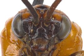   Neoptilia malvacearum  female face; photo by J. Orr, WSDA 
