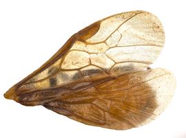  Neoptilia malvacearum  wings; photo by J. Orr, WSDA 
