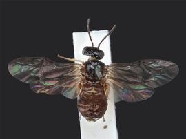   Nesoselandria morio nbsp;female dorsal habitus; photo by J. Orr, WSDA 
