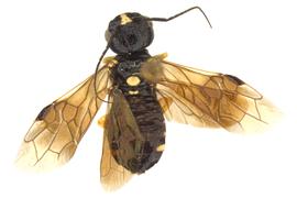   Neurotoma fasciata  female dorsal habitus; photo by J. Orr, WSDA 
