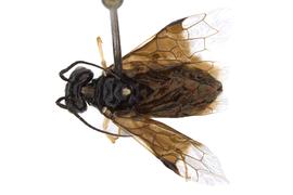   Neurotoma fasciata  male dorsal habitus; photo by J. Orr, WSDA 
