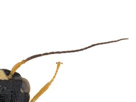   Neurotoma saltuum   antenna; photo by J. Orr, WSDA 
