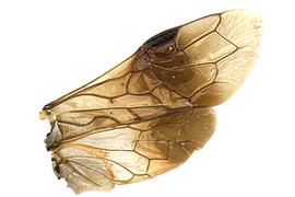   Neurotoma saltuum  wings; photo by J. Orr, WSDA 
