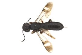   Orussus occidentalis  female dorsal habitus; photo by J. Orr, WSDA 
