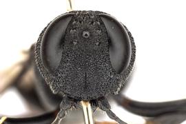   Orussus occidentalis  female face; photo by Q. Baine, WSDA 
