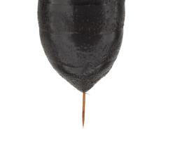   Orussus occidentalis  female last tergite; photo by Q. Baine, WSDA 
