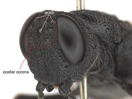   Orussus occidentalis  female ocellar corona; photo by Q. Baine, WSDA 
