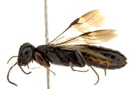   Orussus occidentalis  male lateral habitus; photo by J. Orr, WSDA 
