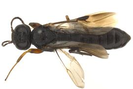   Orussus occidentalis  male dorsal habitus; photo by J. Orr, WSDA 
