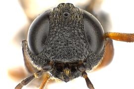   Orussus occidentalis  male face; photo by J. Orr, WSDA 
