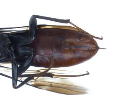   Orussus occidentalis  female last sternite; photo by Q. Baine, WSDA 
