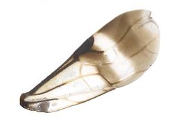   Orussus thoracicus  fore wing; photo by J. Orr, WSDA 
