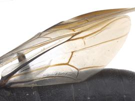   Orussus thoracicus  hind wing; photo by J. Orr, WSDA 
