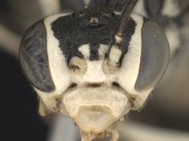   Pachyprotasis rapae nbsp;female face; photo by Q. Baine, WSDA 
