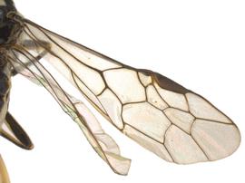   Pachyprotasis rapaenbsp; fore wing; photo by P. Jones, WSDA 
