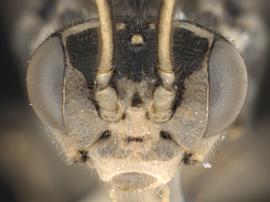   Pachyprotasis rapae nbsp;male face; photo by Q. Baine, WSDA 
