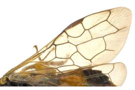   Pamphilius  sp. fore wing; photo by J. Orr, WSDA 
