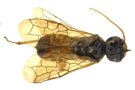   Pamphilius pacificus  female dorsal habitus; photo by J. Orr, WSDA 
