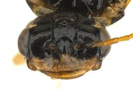   Pamphilius pacificus  female face; photo by J. Orr, WSDA 
