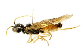   Pamphilius pacificus  female lateral habitus; photo by J. Orr, WSDA 
