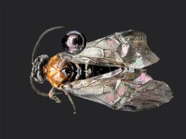   Paracharactus montivaga nbsp;female dorsal habitus; photo by J. Orr, WSDA 
