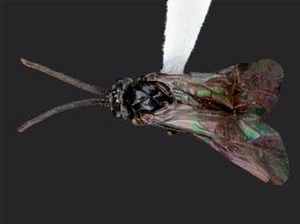   Paracharactus montivaga nbsp;male dorsal habitus; photo by J. Orr, WSDA 
