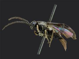   Paracharactus montivaga nbsp;male lateral habitus; photo by J. Orr, WSDA 
