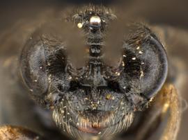   Paracharactus montivaga nbsp;male face; photo by Q. Baine, WSDA 
