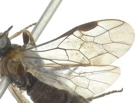   Paracharactus rudis  wings; photo by J. Orr, WSDA 
