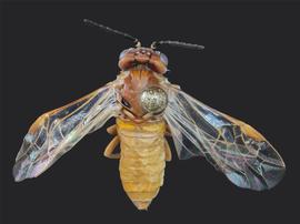   Periclista diluta  female dorsal habitus; photo by J. Orr, WSDA 
