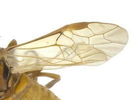   Periclista diluta  fore wing; photo by J. Orr, WSDA 

