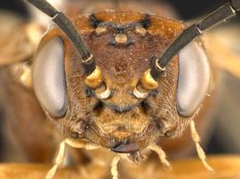   Periclista diluta  female face; photo by Q. Baine, WSDA 
