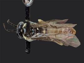   Periclista limbata  male dorsal habitus; photo by J. Orr, WSDA 
