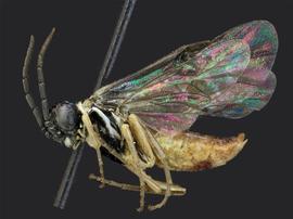   Periclista limbata  male lateral habitus; photo by J. Orr, WSDA 
