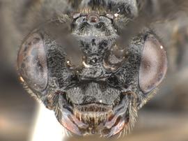   Phymatocera rusculla  female face; photo by Q. Baine, WSDA 
