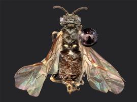   Prionourgus salmani nbsp;female dorsal habitus; photo by J. Orr, WSDA 
