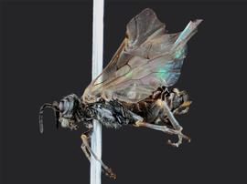   Prionourgus salmani nbsp;female lateral habitus; photo by J. Orr, WSDA 
