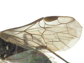   Prionourgus salmaninbsp; fore wing; photo by J. Orr, WSDA 
