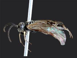   Prionourgus salmani nbsp;male lateral habitus; photo by J. Orr, WSDA 
