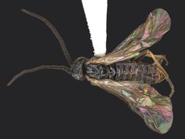   Pristiphora  sp.nbsp;male dorsal habitus; photo by J. Orr, WSDA 
