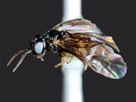   Profenusa alumna nbsp;female lateral habitus; photo by J. Orr, WSDA 
