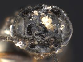   Profenusa inspirata nbsp;male face; photo by Q. Baine, WSDA 
