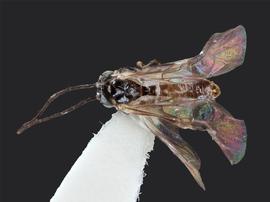   Prolatus artus nbsp;male dorsal habitus; photo by J. Orr, WSDA 
